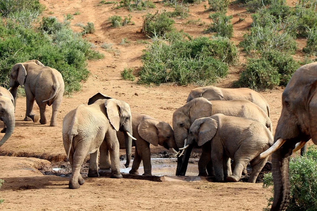 Afroventures Tours & Safaris