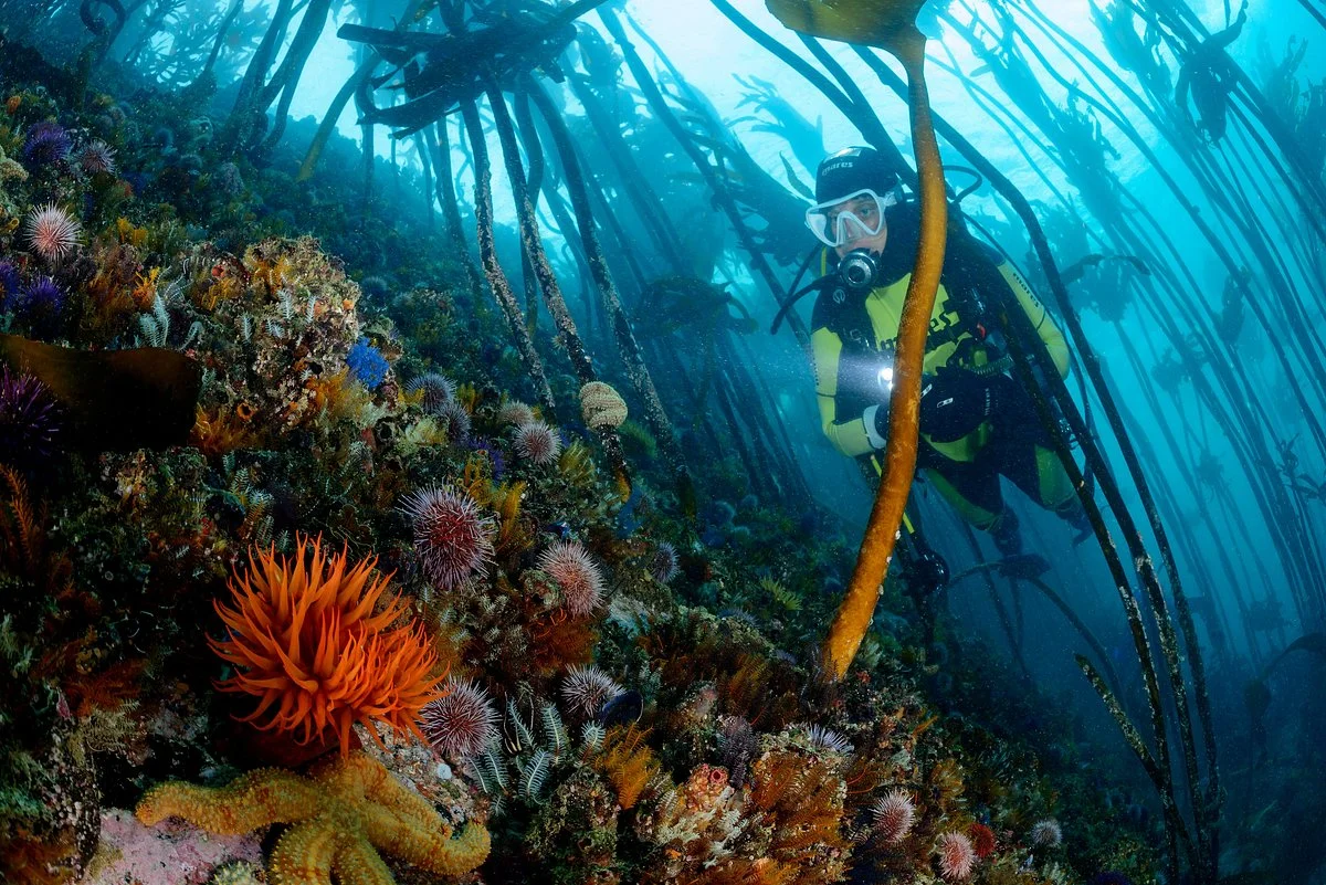 Pisces Divers