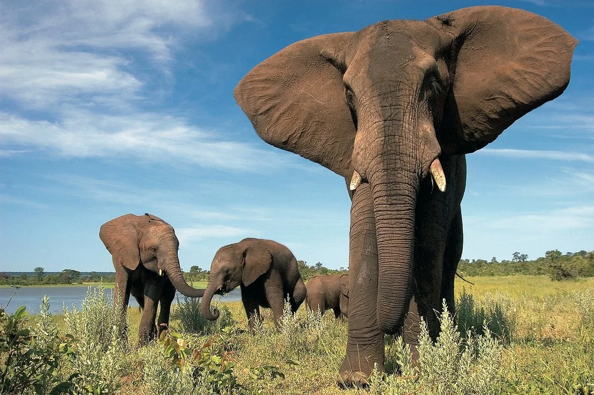 Wild Horizons Elephant Sanctuary