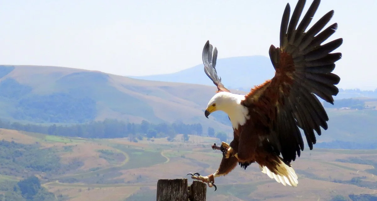 Falcon Ridge Bird of Prey Centre