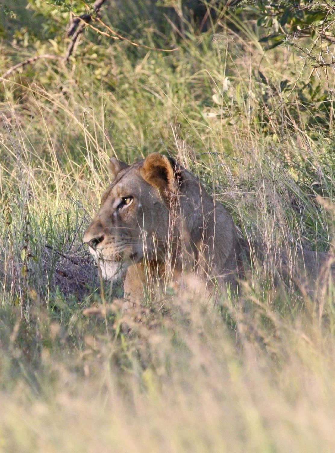 Africa Spear Kruger Park Safaris