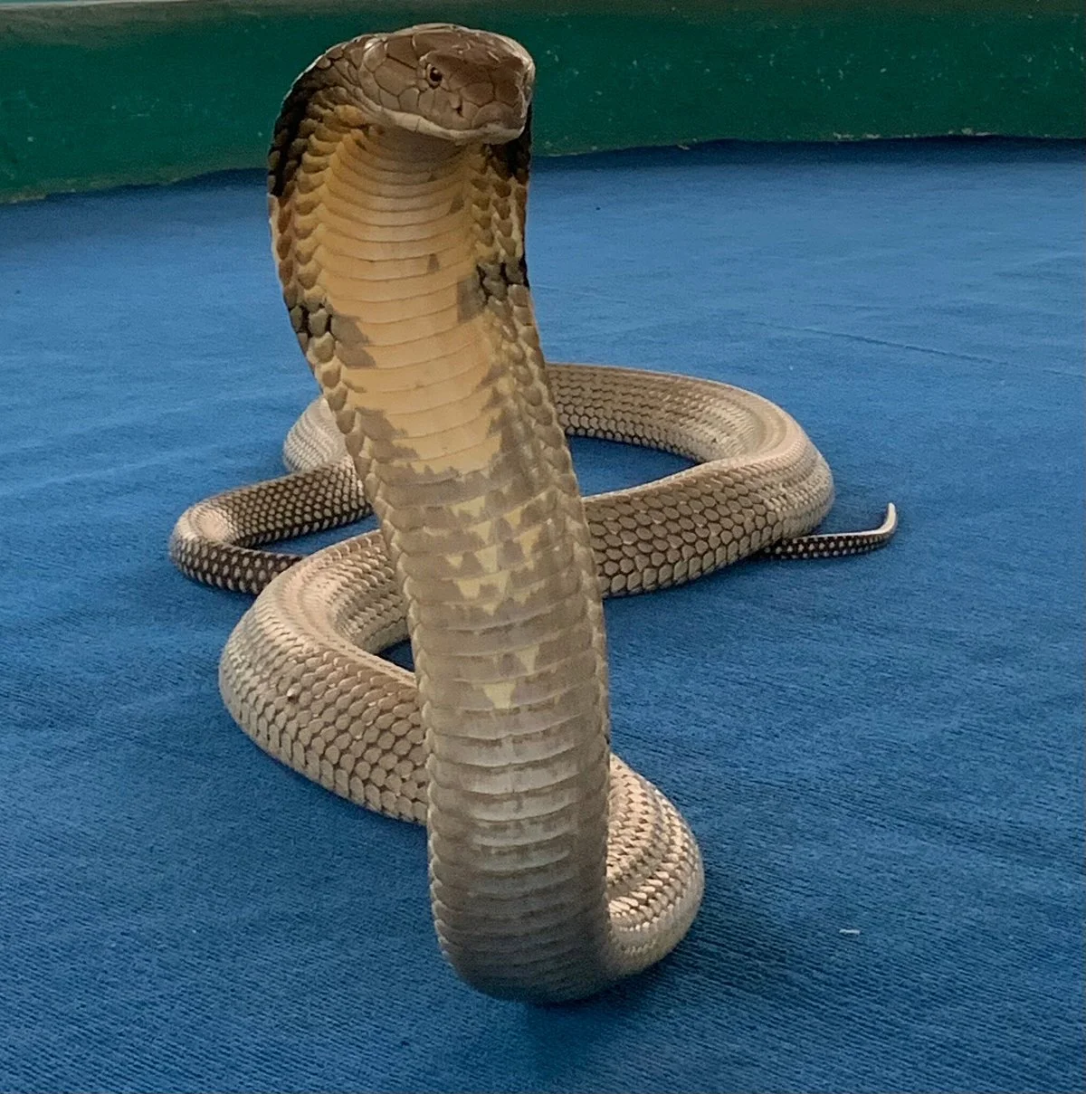 Cobra Show