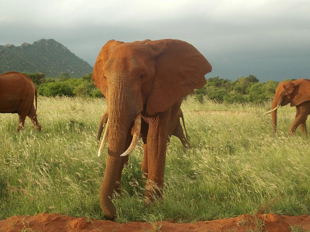 Thomas Tours & Safaris - Private Day Tours