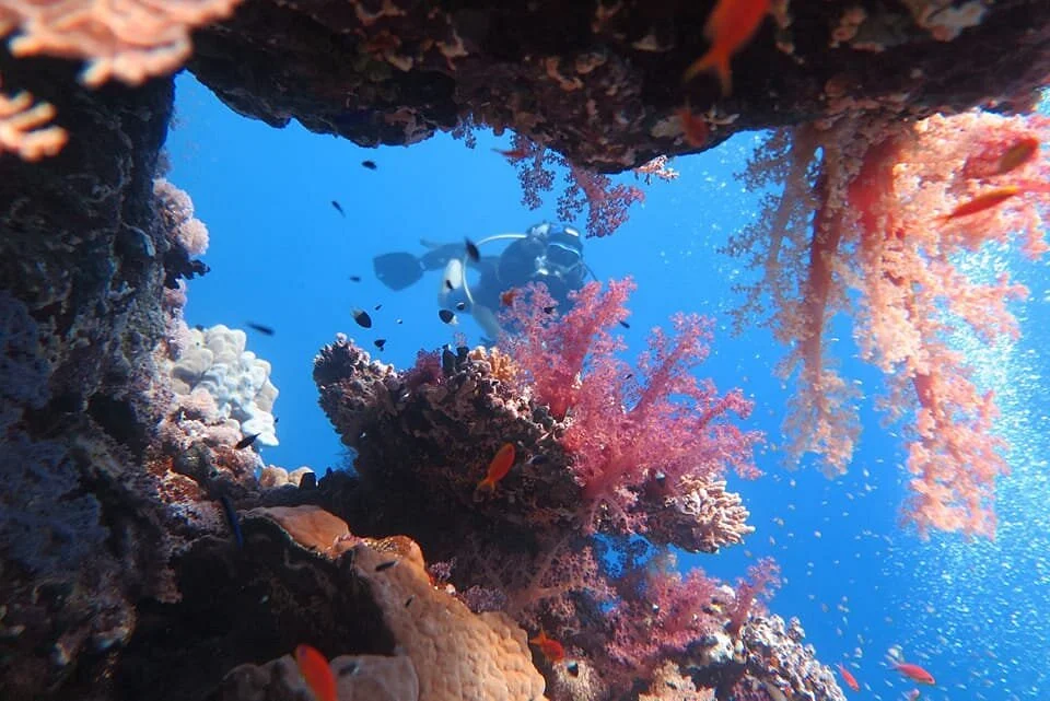 Diving Ocean Makadi Bay