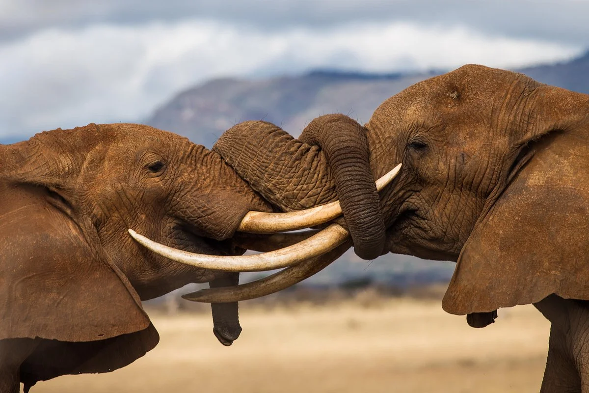 Features Africa Journeys