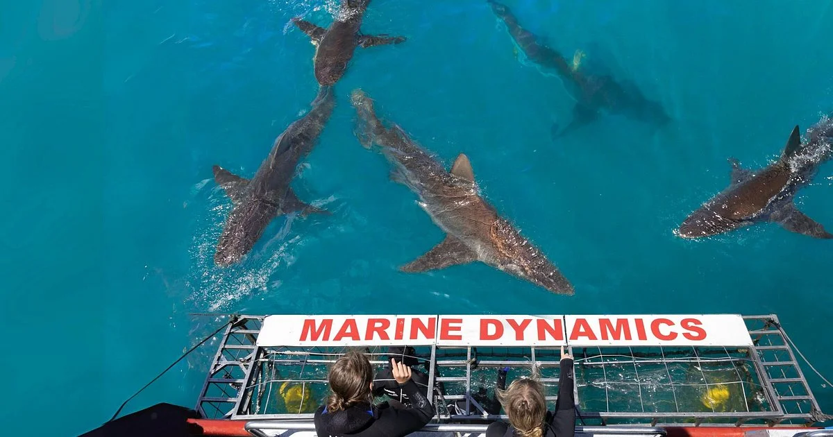 Marine Dynamics