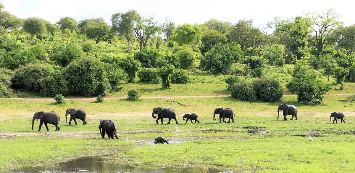 Mosu Safari Tours