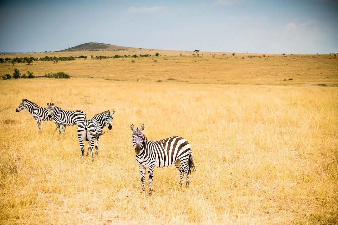 Nalini Safari & Tours
