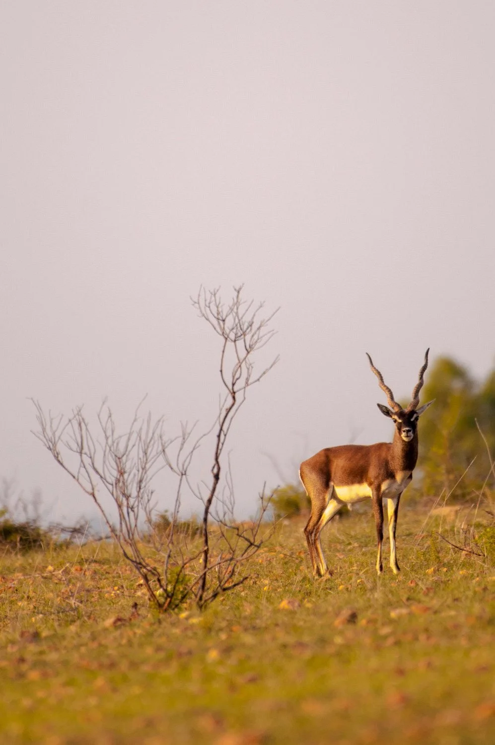 Jayamangali Blackbuck Reserve