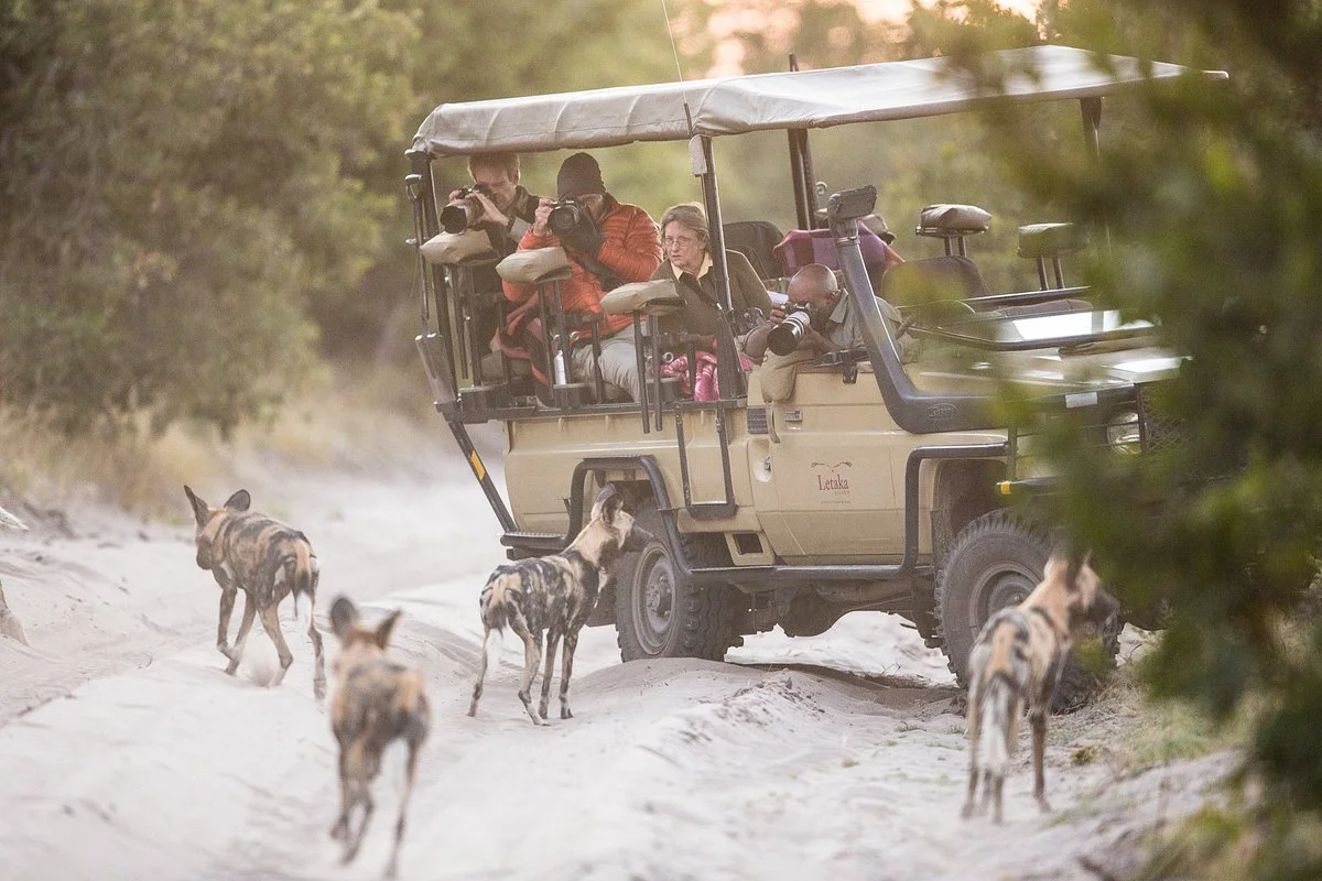 Letaka Safaris