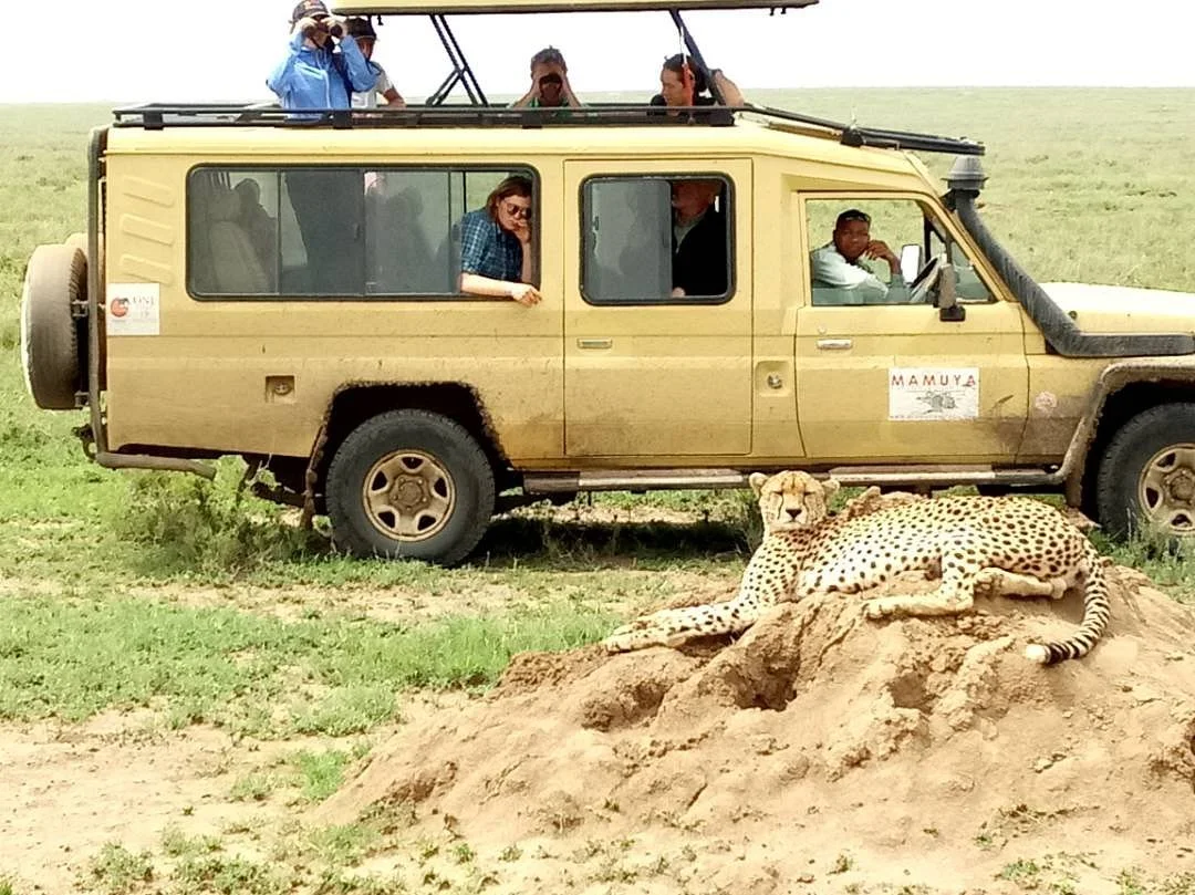 Mamuya Safaris