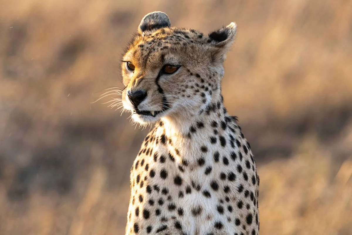 Kitawa Tours and Safaris