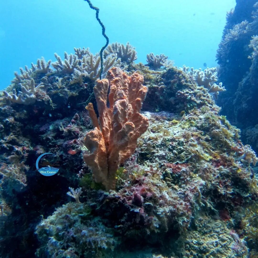Zanziocean Dive Centre