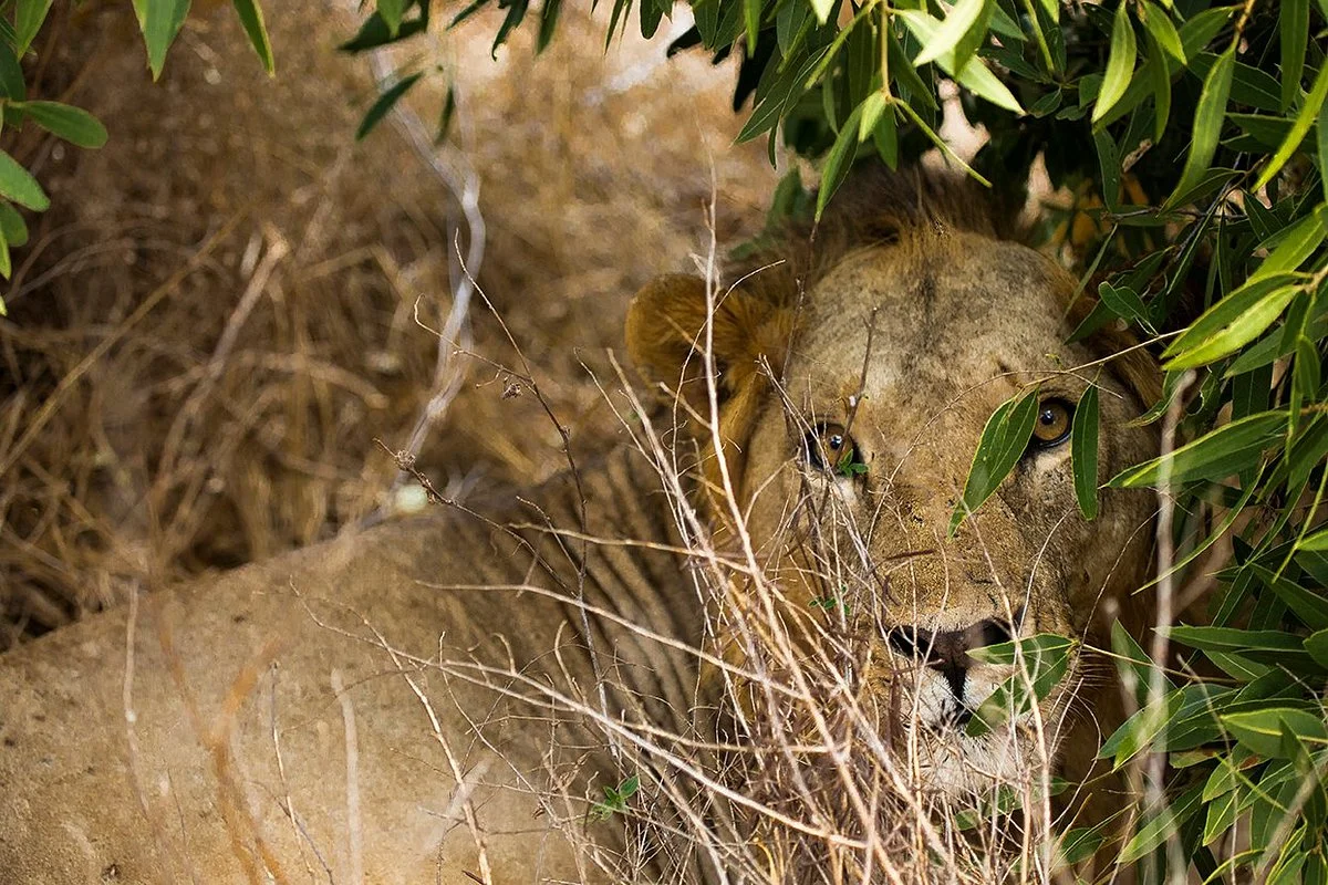Safari Jambo