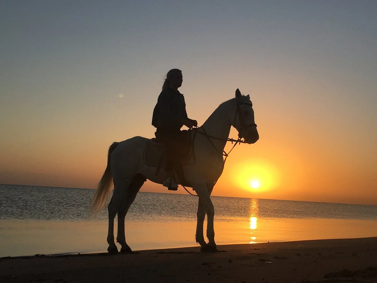 Habiba Horse