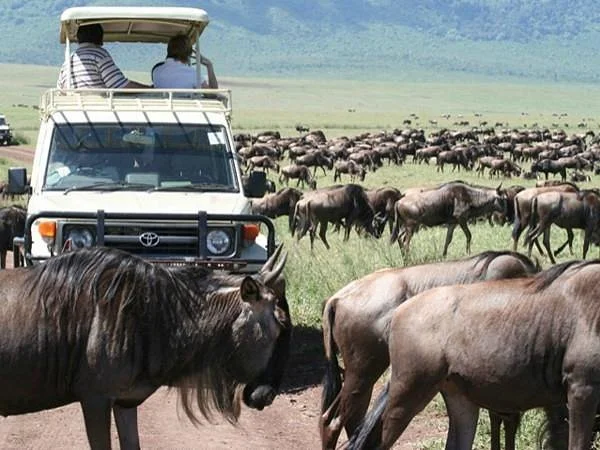 Wildlife Kenya Safaris - Day Trips