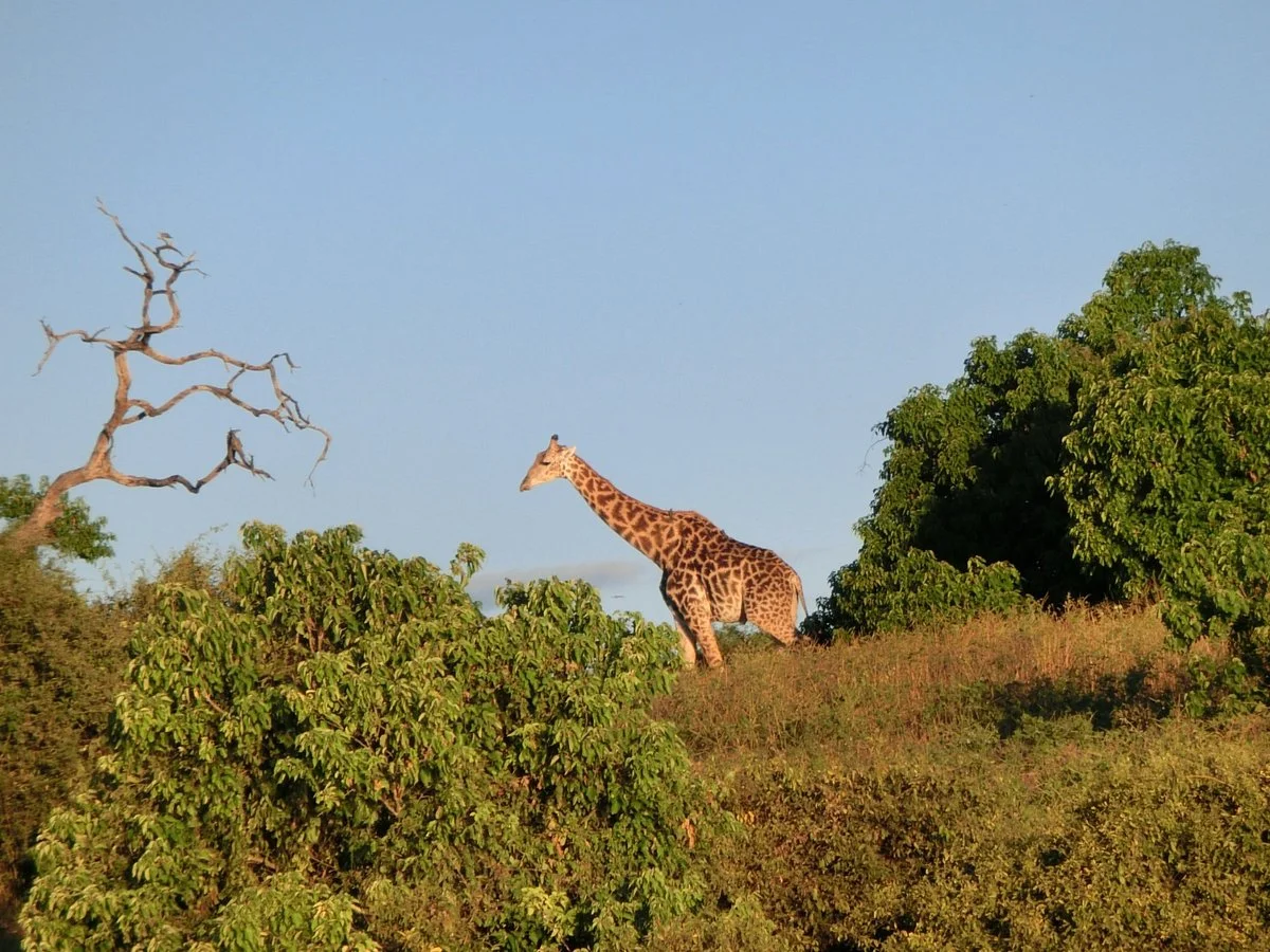 Chobe River Boat Cruises