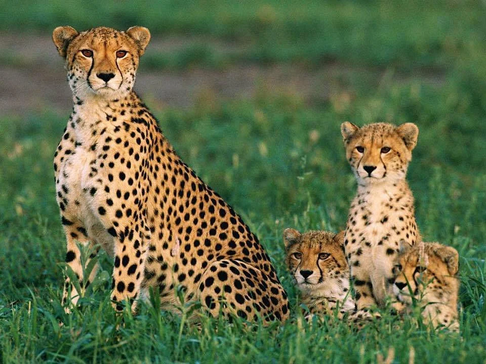 Cheetah Experience