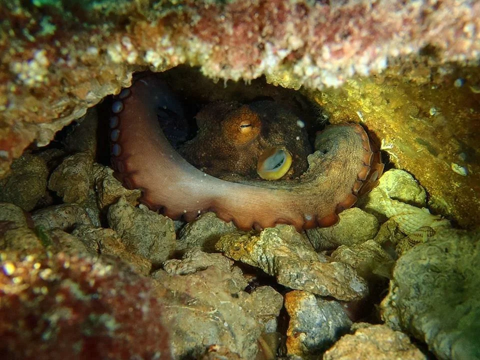 Club de Plongée La Sirène - Djerba Diving Center