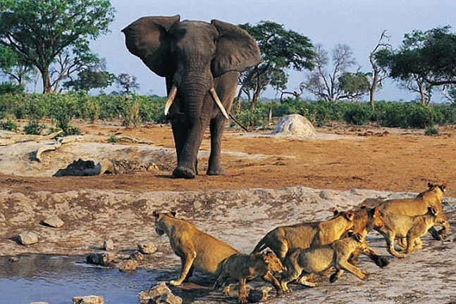 Eastern Vacations Kenya Safaris