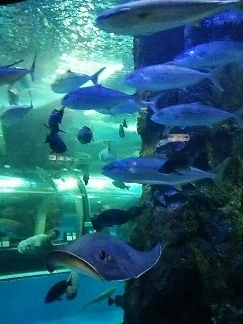 Uozu Aquarium