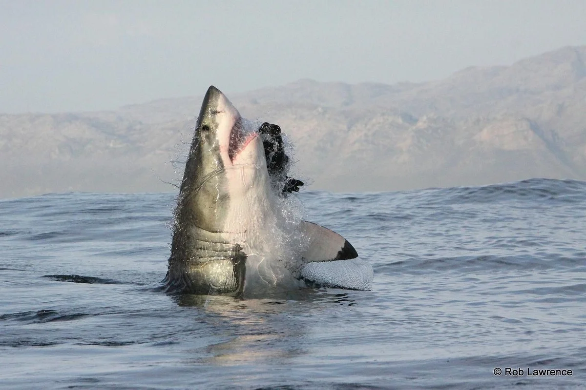 African Shark Eco-Charters