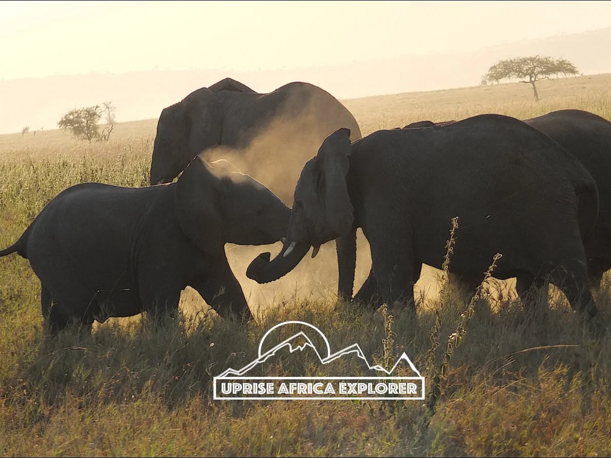 Uprise Africa Explorer