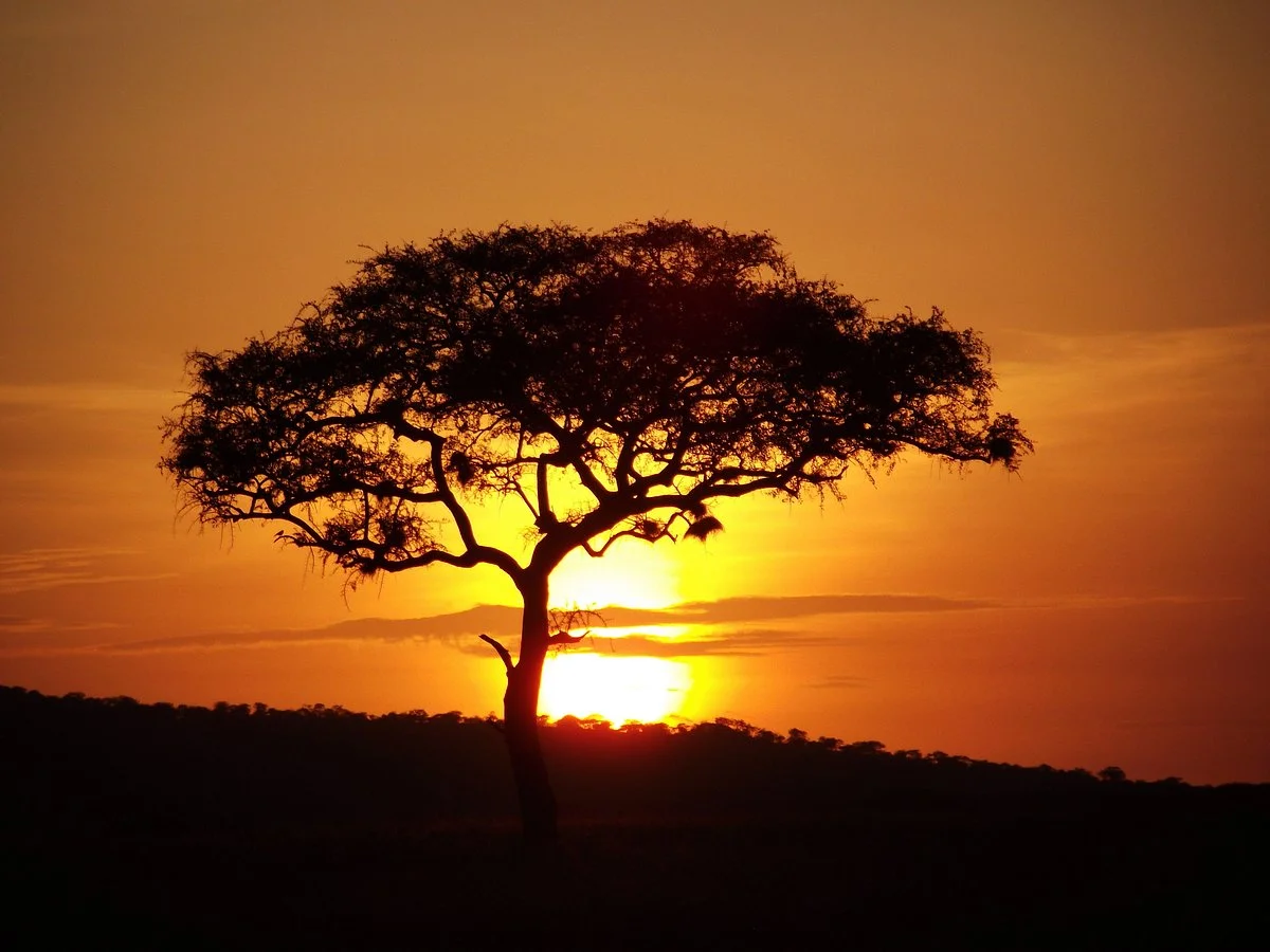 Carnivores Safaris Limited