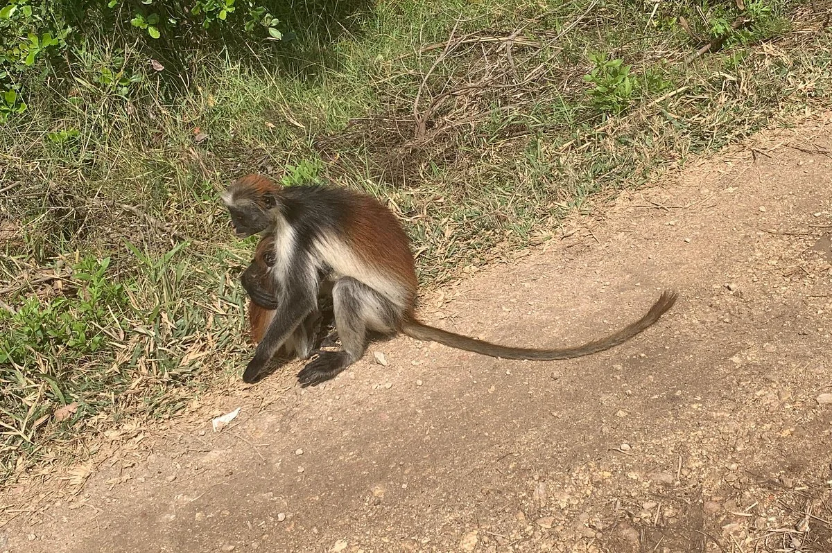 CACAO TOURS ZANZIBAR