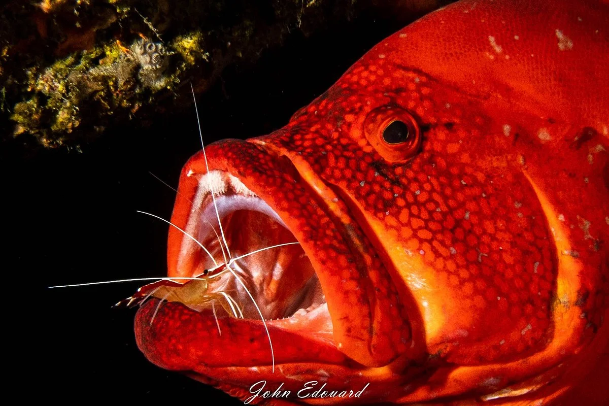 Corail Plongée
