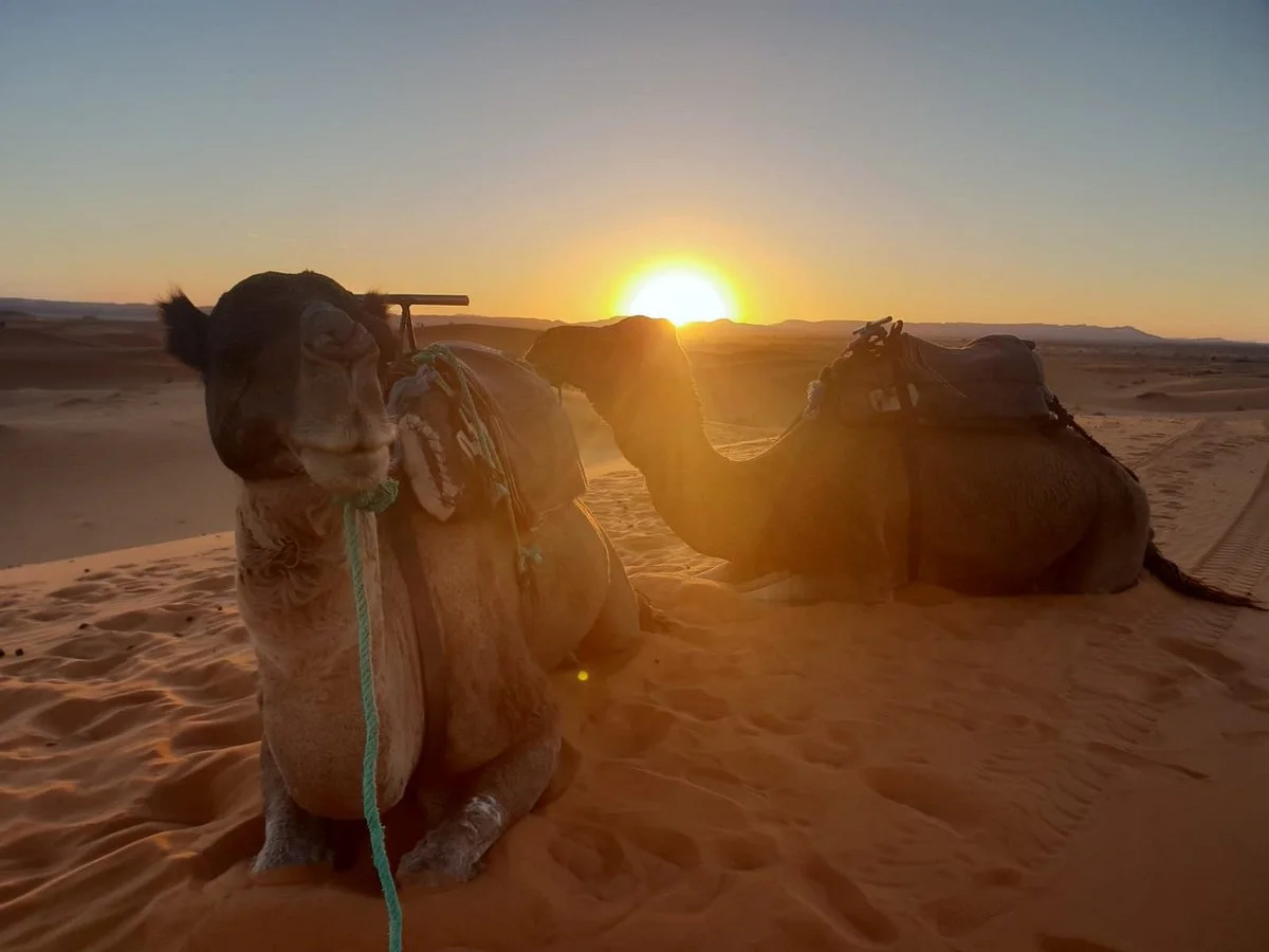 Visit Erg Chebbi Desert