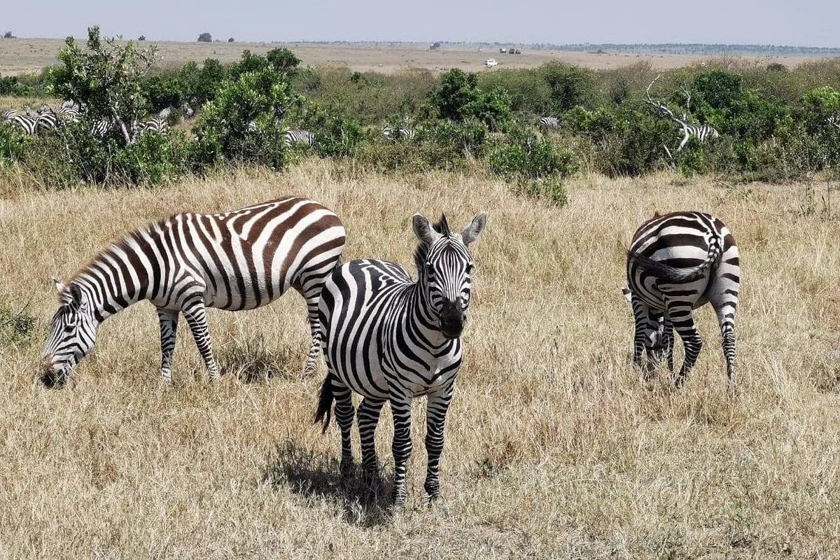 Enjoy Collection Tours and Safaris
