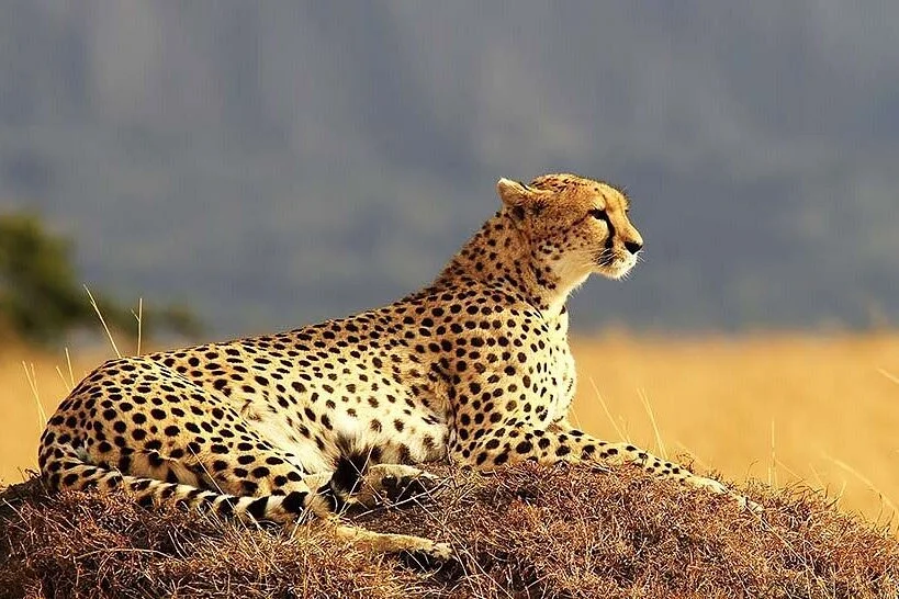 Mountain Warriors Tours and Safaris