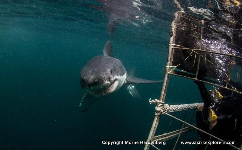 Shark Explorers