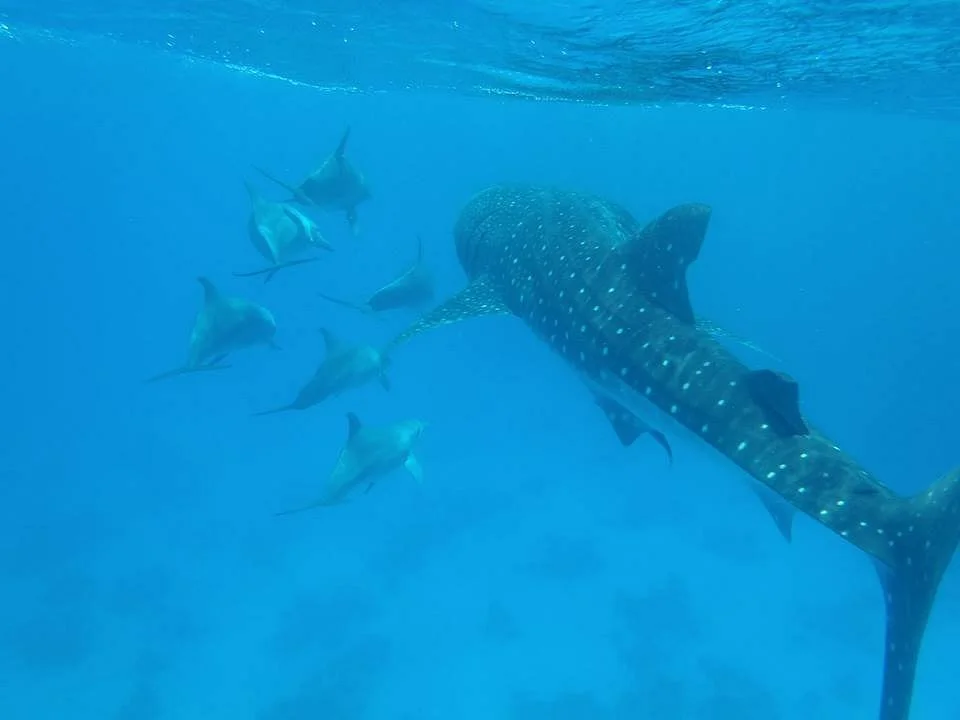 Dolphins Welfare