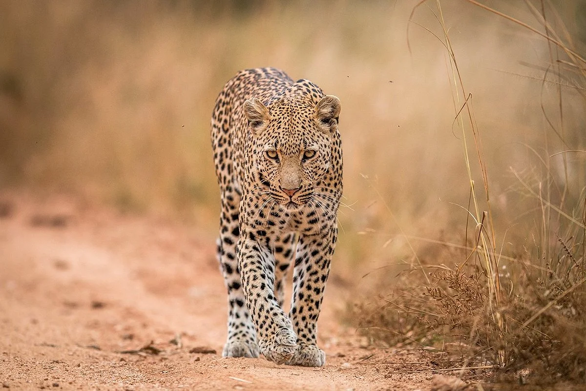 Jewel of Africa Safaris