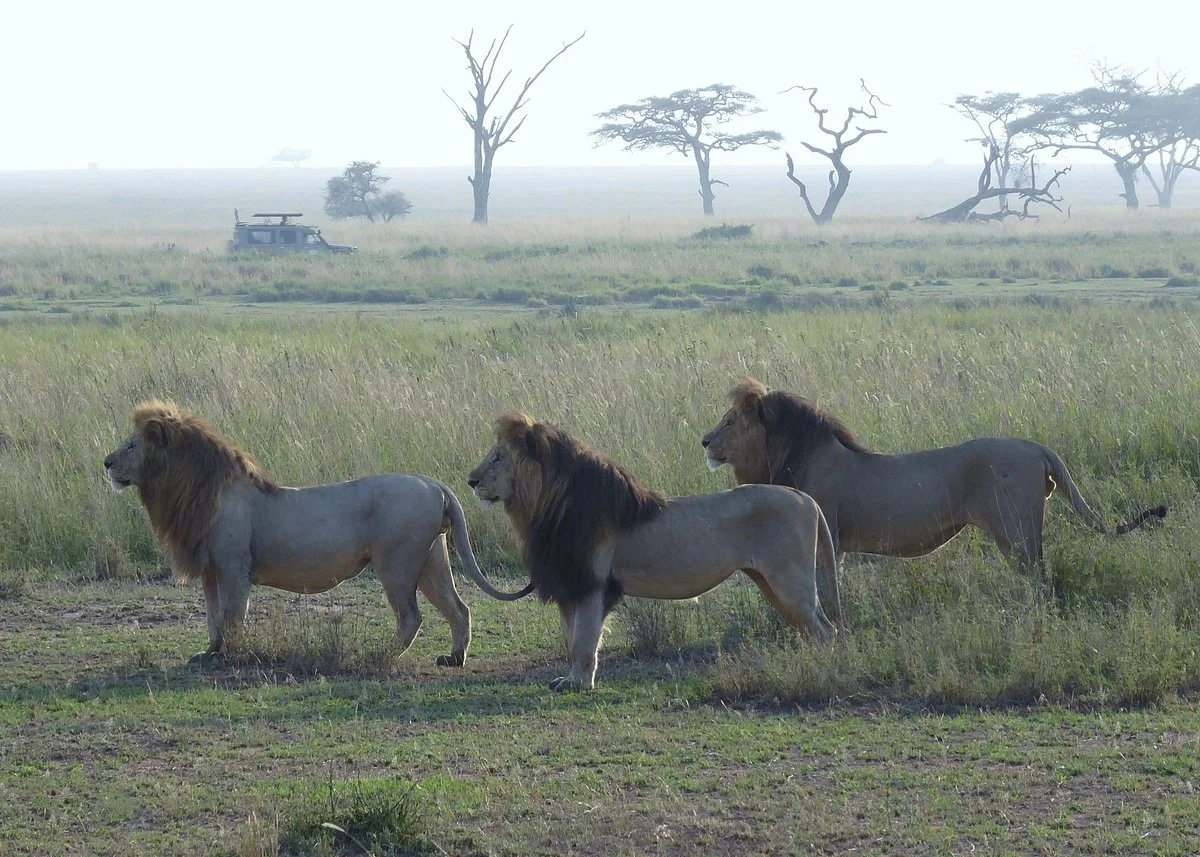 Base Camp Tanzania