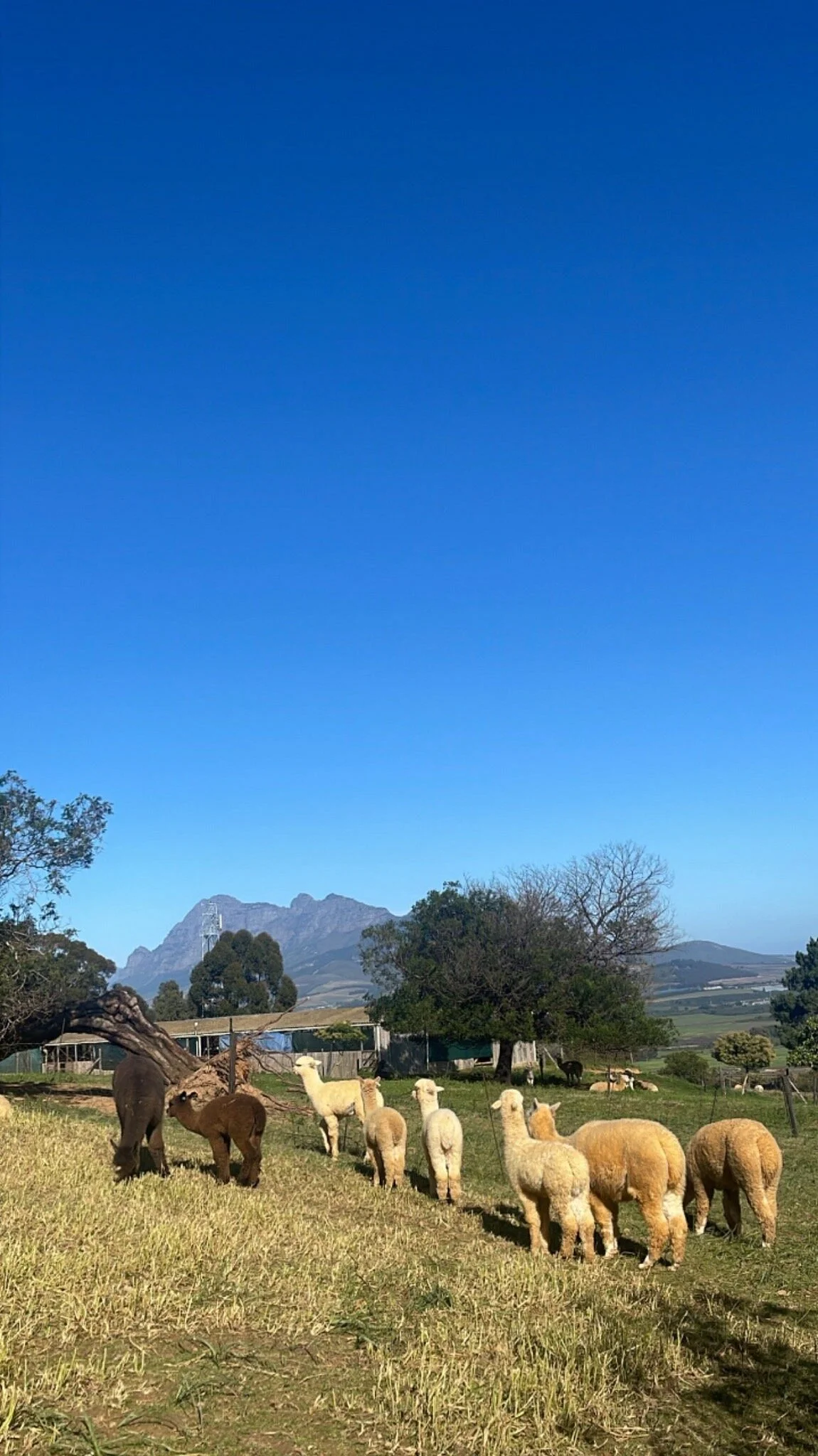 The Alpaca Loom Coffee Shop & Weaving Studio