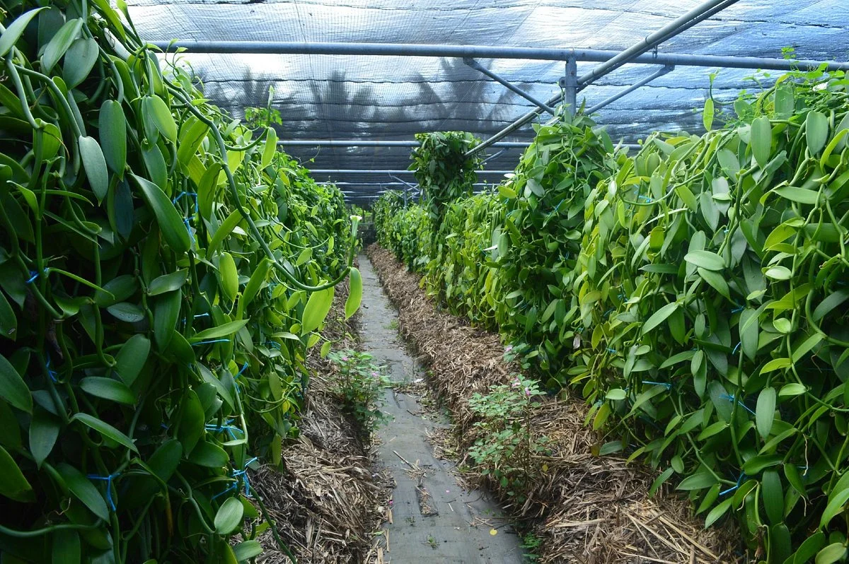 Plantation Vanille Rouloff