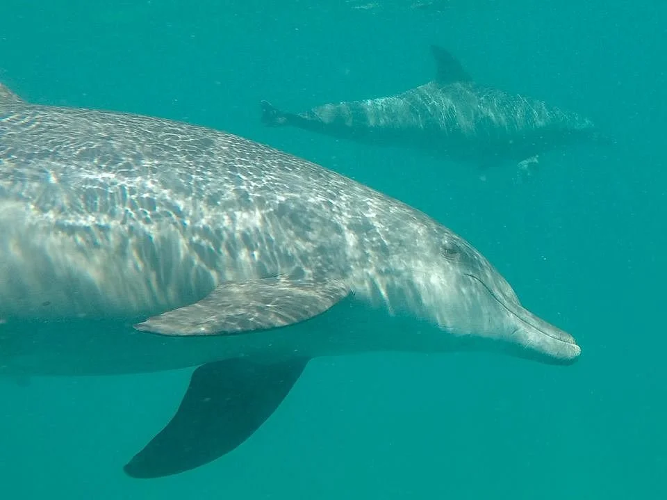 Wasini's Blue Whale Boat Operators