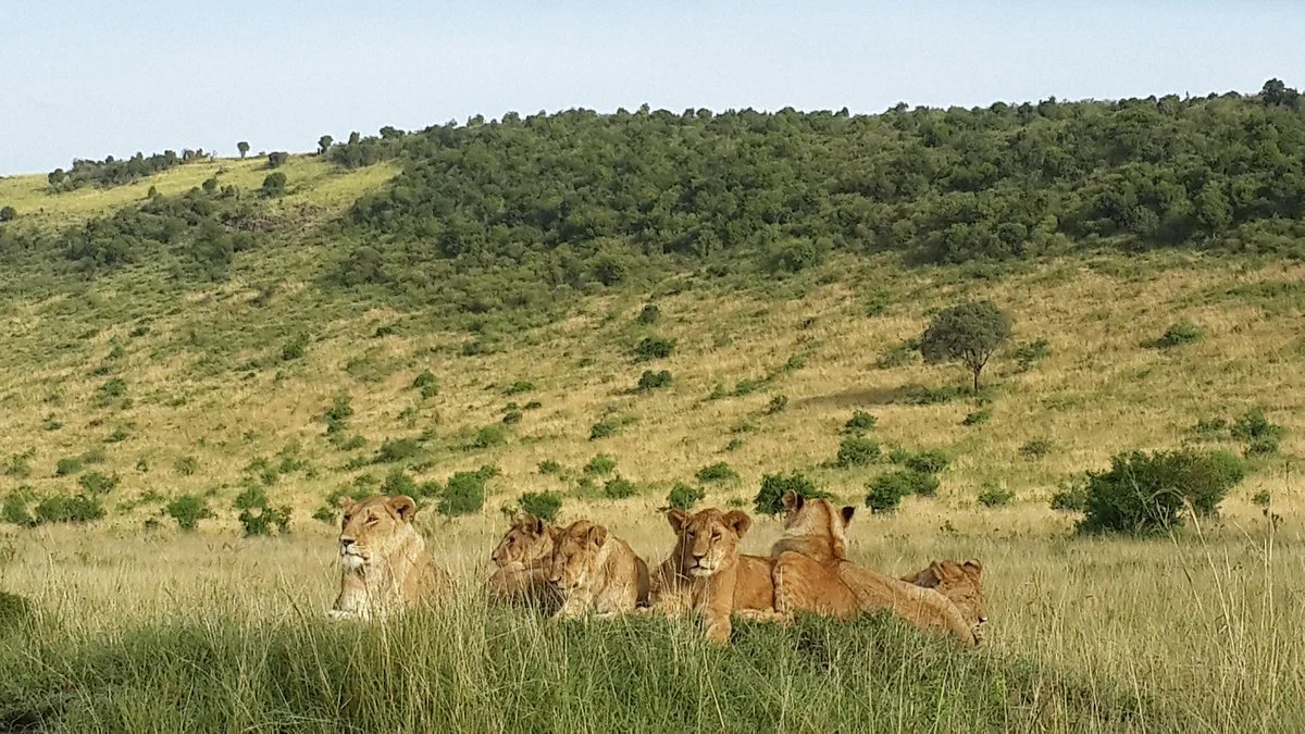 Benjamin Safaris