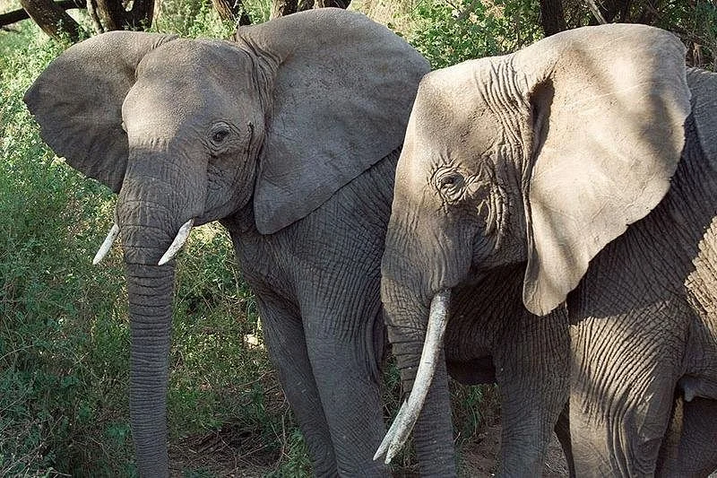 Furaha Tours and Safaris Company Limited