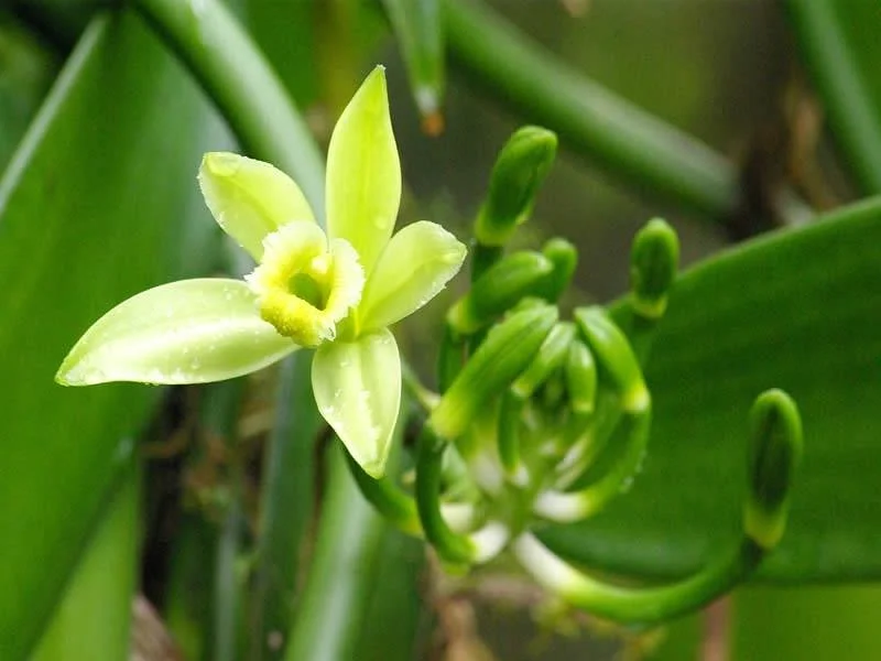 Plantation Vanilla-Bourbon