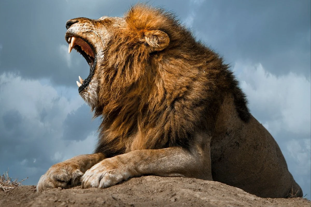 Kasi Africa Safari & Tours