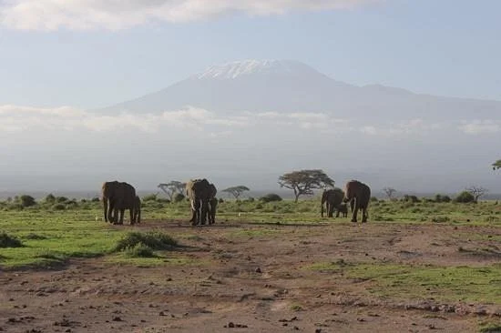 Glorious Safaris