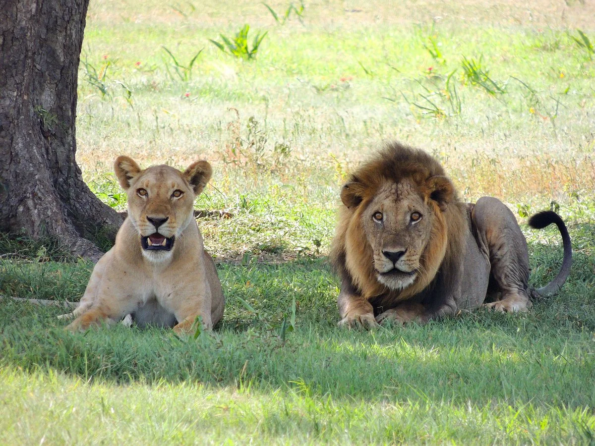 Savanna Safaris and Tours