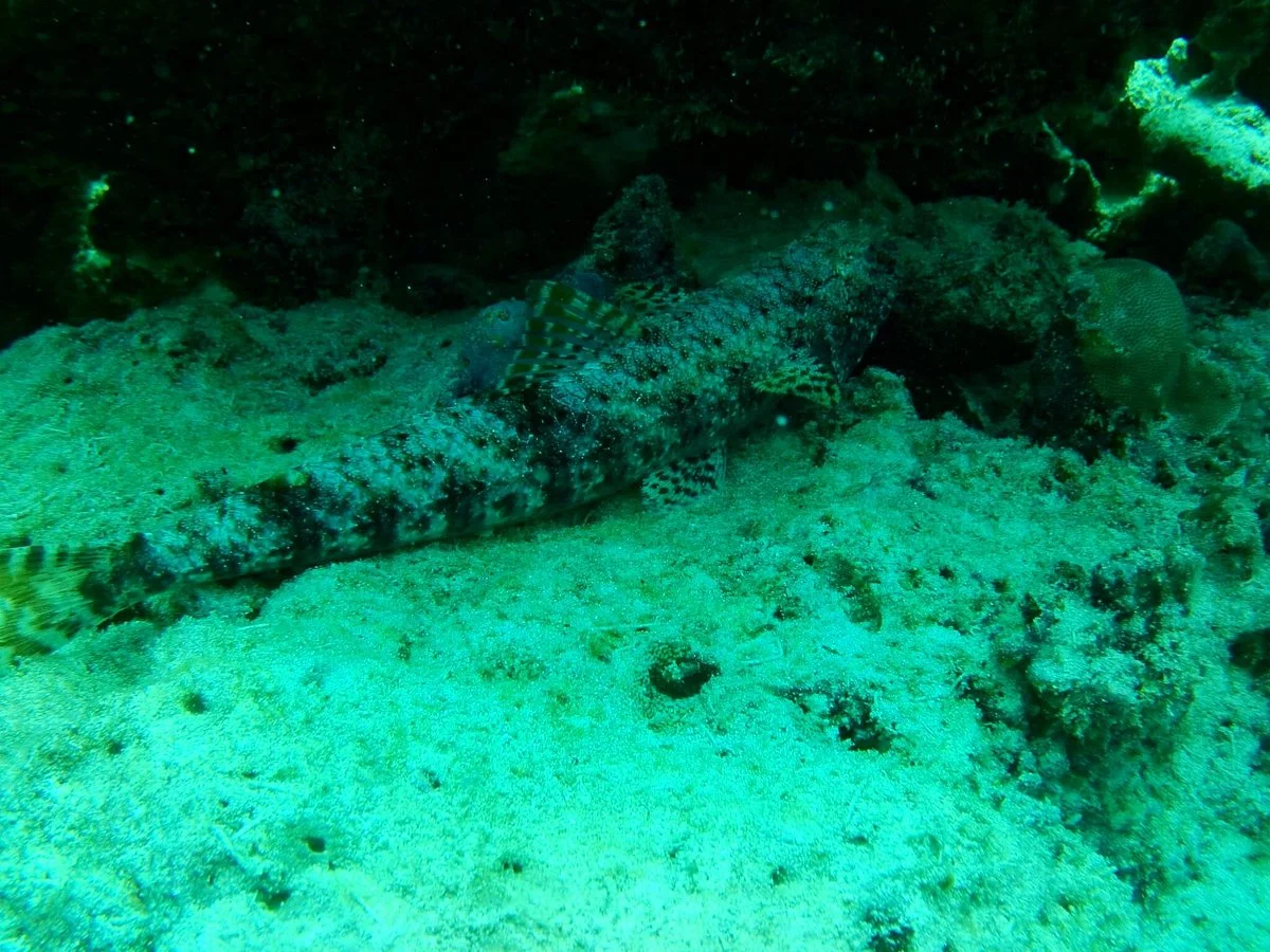 Kibwana Divers Zanzibar