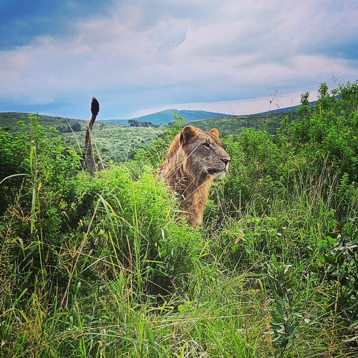 Durban Day Safaris
