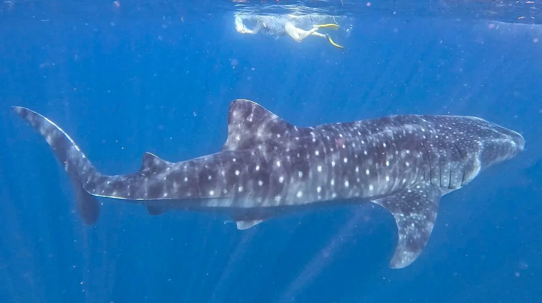 Afro Whale Shark Safari