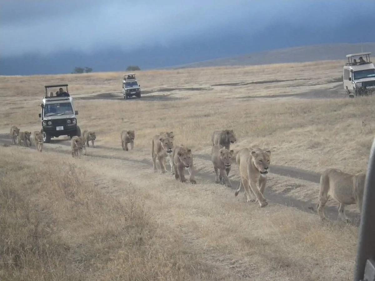 SD Safaris
